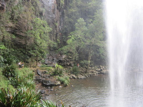 Springbrook National Park Discovery Full-Day Bushwalking Tour - Accommodation Newcastle 16