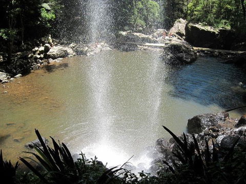 Springbrook National Park Discovery Full-Day Bushwalking Tour - Accommodation Newcastle 13