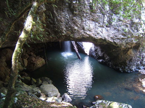 Springbrook National Park Discovery Full-Day Bushwalking Tour - Accommodation Newcastle 7