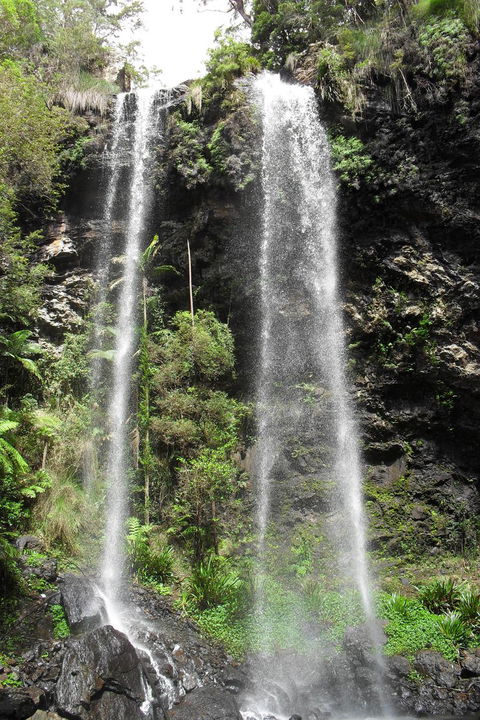 Springbrook National Park Discovery Full-Day Bushwalking Tour - Accommodation Newcastle 20