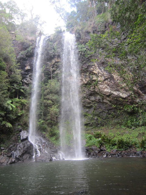 Springbrook National Park Discovery Full-Day Bushwalking Tour - Accommodation Newcastle 17