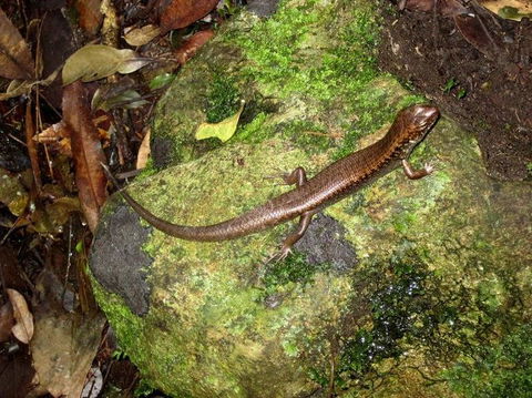 Springbrook National Park Discovery Full-Day Bushwalking Tour - Accommodation Newcastle 9