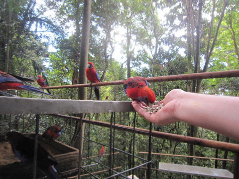 Springbrook National Park Discovery Full-Day Bushwalking Tour - Accommodation Newcastle 15