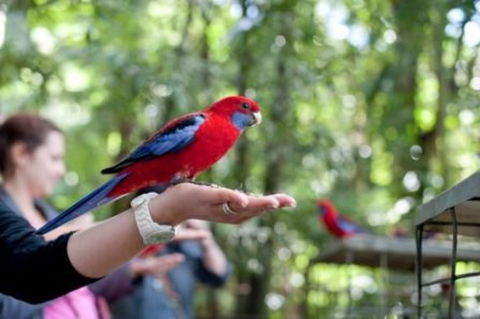 Springbrook National Park Discovery Full-Day Bushwalking Tour - Accommodation Newcastle 26