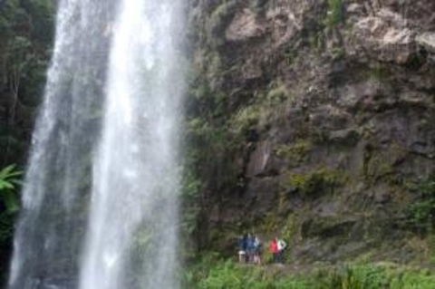 Springbrook National Park Discovery Full-Day Bushwalking Tour - Accommodation Newcastle 27