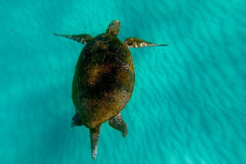 2-Day Moreton Island Tour From Brisbane Or Gold Coast With Optional Nighttime Kayaking - Accommodation Newcastle 17