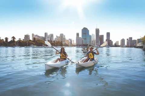Brisbane Kayak Tour - Accommodation Newcastle 4