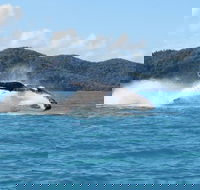 Whitsundays Whale Watching Cruise from Airlie Beach - Accommodation Newcastle
