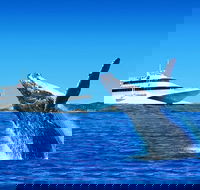 Tangalooma Island Resort Dolphin Viewing Day Cruise with Whale Watching - Accommodation Newcastle