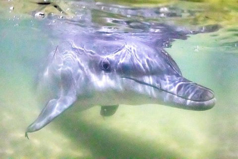 Tangalooma Island Resort Premium Dolphin Feeding Day Cruise With Whale Watching - Accommodation Newcastle 1