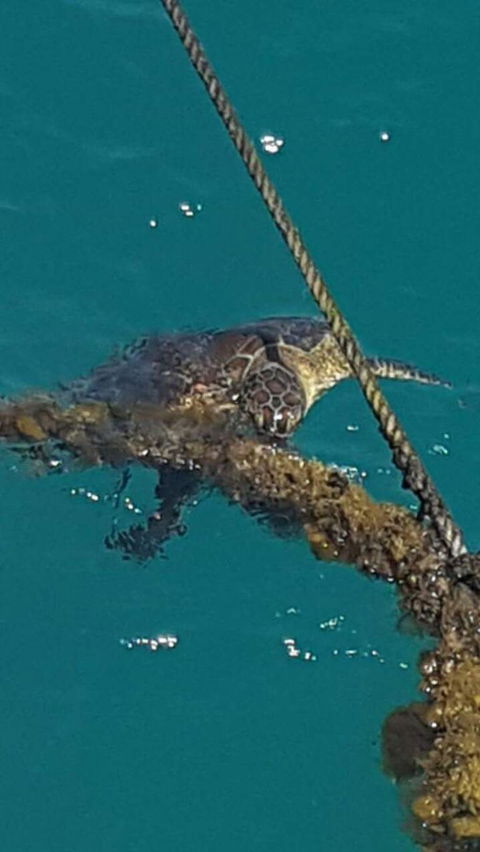 Wavedancer Low Isles Great Barrier Reef Sailing Cruise From Port Douglas - Accommodation Newcastle 5