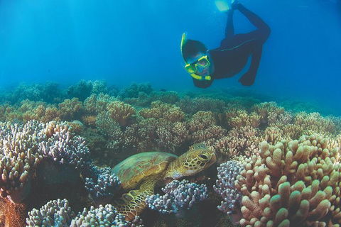 Wavedancer Low Isles Great Barrier Reef Sailing Cruise From Port Douglas - Accommodation Newcastle 14