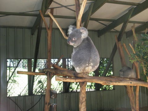 Brisbane Afternoon Tour To XXXX Brewery And Mt Coot-tha - Accommodation Newcastle 3
