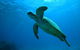 Great Barrier Reef Dive And Snorkel Cruise From Mission Beach - thumb 7