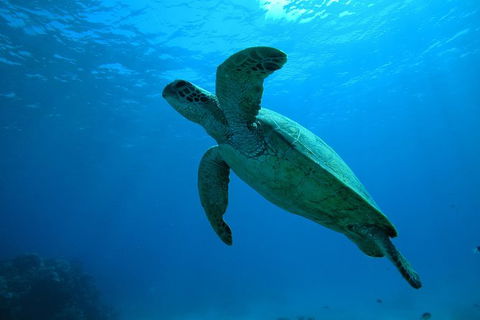 Great Barrier Reef Dive And Snorkel Cruise From Mission Beach - Accommodation Newcastle 7
