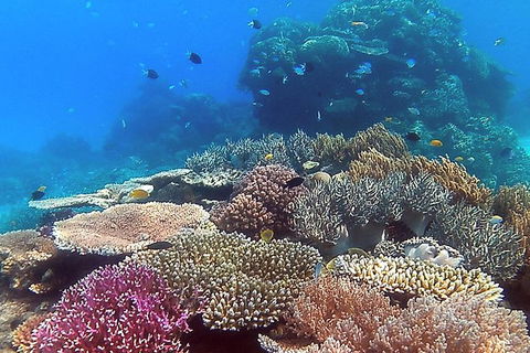 Great Barrier Reef Dive And Snorkel Cruise From Mission Beach - Accommodation Newcastle 4