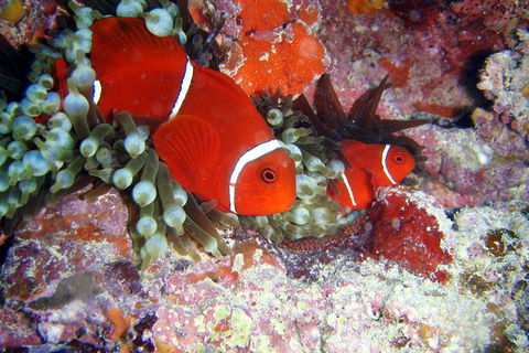 Great Barrier Reef Dive And Snorkel Cruise From Mission Beach - Accommodation Newcastle 6
