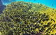 Great Barrier Reef Dive And Snorkel Cruise From Mission Beach - thumb 5