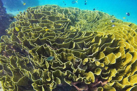 Great Barrier Reef Dive And Snorkel Cruise From Mission Beach - Accommodation Newcastle 5