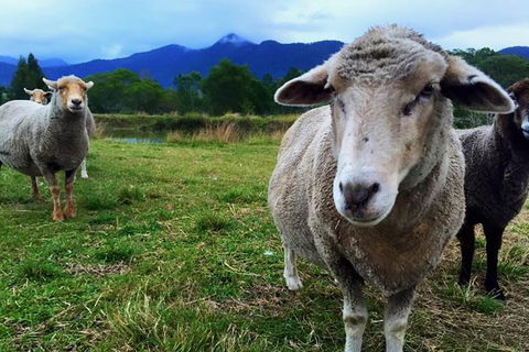 2hr Animal Tour - Accommodation Newcastle 1