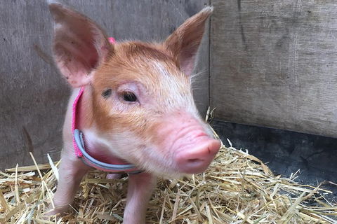 2hr Animal Tour - Accommodation Newcastle 0