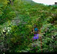 Tamborine Mountain Daily Service Treetop Challenge and Thunderbird Park - Accommodation Newcastle