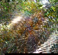 O'Reilly's Lamington National Park and Treetop Canopy Tour - Accommodation Newcastle