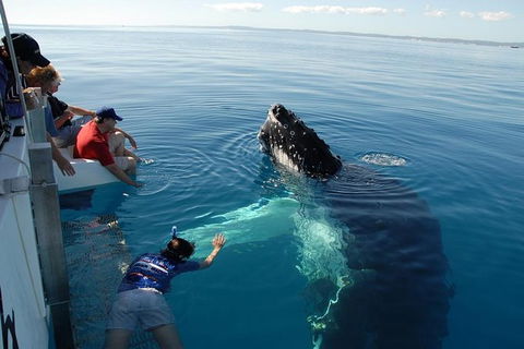 Blue Dolphin Exclusive Whale Watch Encounters - Accommodation Newcastle 1
