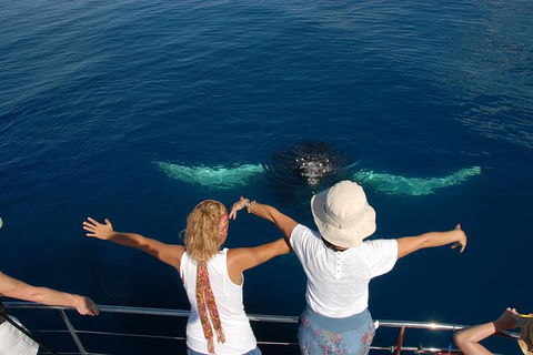 Blue Dolphin Exclusive Whale Watch Encounters - Accommodation Newcastle 3