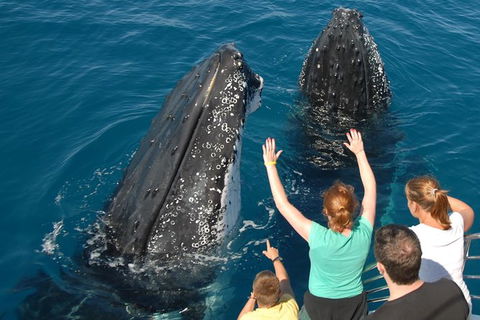 Blue Dolphin Exclusive Whale Watch Encounters - Accommodation Newcastle 8
