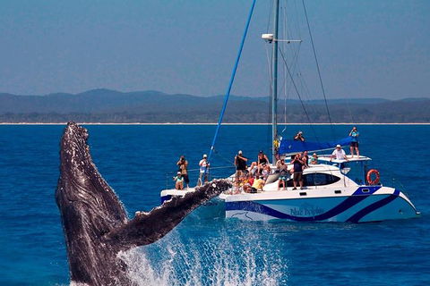 Blue Dolphin Exclusive Whale Watch Encounters - Accommodation Newcastle 2