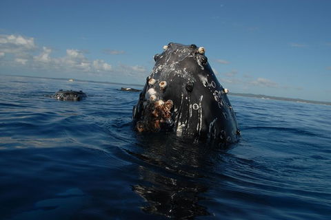 Blue Dolphin Exclusive Whale Watch Encounters - Accommodation Newcastle 9
