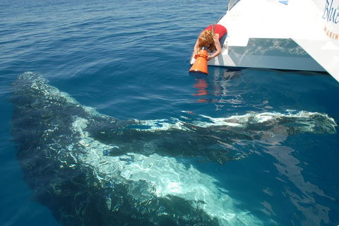 Blue Dolphin Exclusive Whale Watch Encounters - Accommodation Newcastle 4