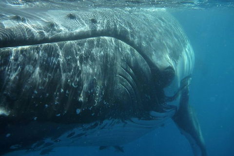 Blue Dolphin Exclusive Whale Watch Encounters - Accommodation Newcastle 6