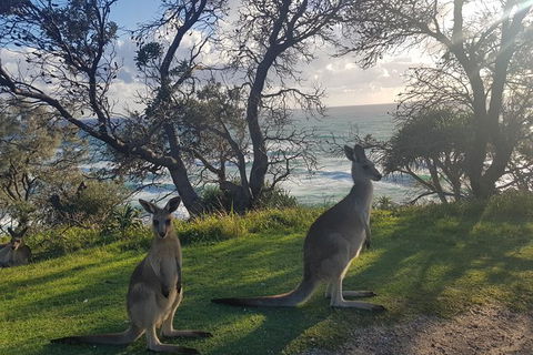 Full-Day Tour To North Stradbroke Island From Brisbane - Accommodation Newcastle 1