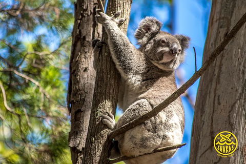 Full-Day Tour To North Stradbroke Island From Brisbane - Accommodation Newcastle 8
