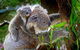 Koalas, Kangaroos & Mt Coot-tha Scenic Views Private Tour With Local Guide - thumb 0
