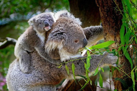 Koalas, Kangaroos & Mt Coot-tha Scenic Views Private Tour With Local Guide - Accommodation Newcastle 0