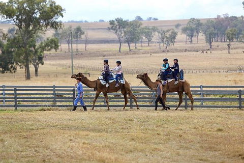 Camel Rides - Accommodation Newcastle 1