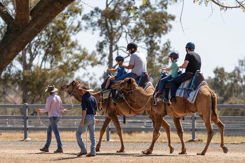 Camel Rides - Accommodation Newcastle 0