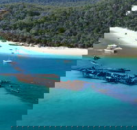 All Inclusive Dolphin and Tangalooma Wrecks Cruise Departing Gold Coast - Accommodation Newcastle