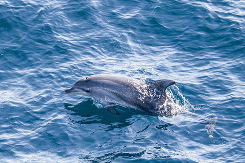 All Inclusive Dolphin And Tangalooma Wrecks Cruise Departing Gold Coast - Accommodation Newcastle 7