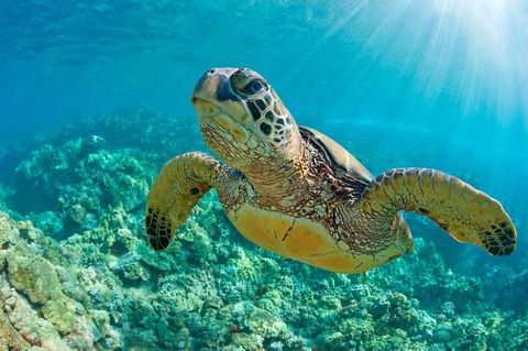 All Inclusive Dolphin And Tangalooma Wrecks Cruise Departing Gold Coast - Accommodation Newcastle 10
