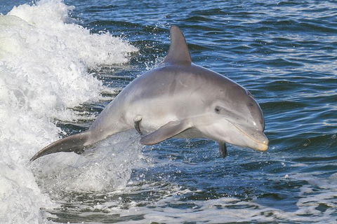 Noosa Oceanrider Scenic Dolphin Safari - Accommodation Newcastle 0