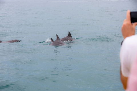 Noosa Oceanrider Scenic Dolphin Safari - Accommodation Newcastle 6
