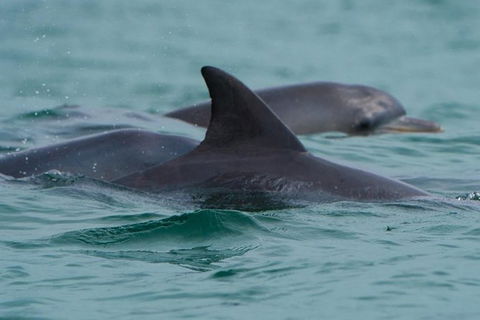 Noosa Oceanrider Scenic Dolphin Safari - Accommodation Newcastle 2