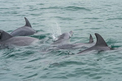Noosa Oceanrider Scenic Dolphin Safari - Accommodation Newcastle 3