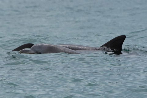 Noosa Oceanrider Scenic Dolphin Safari - Accommodation Newcastle 4
