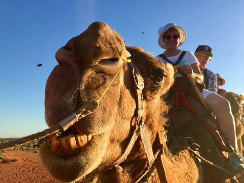 Uluru Small-Group Tour By Camel At Sunrise Or Sunset - Accommodation Newcastle 7
