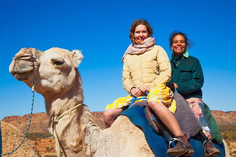 Alice Springs Camel Tour - Accommodation Newcastle 8
